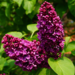 Lilac - Monge
