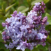 Lilac - Nadezhda
