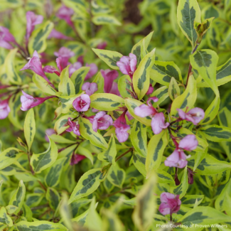 Weigela - Bubbly Wine PW 2 Gal