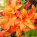 Azalea - Mandarin Lights 30cm 2 Gal