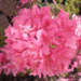 Azalea - Rosy Lights 30cm 2 Gal