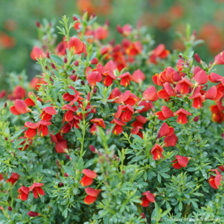 Scotch Broom - Sister Redhead PW 2 Gal