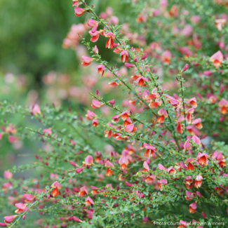 Scotch Broom - Sister Rosie PW 2 Gal