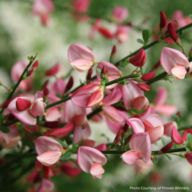 Scotch Broom - Sister Rosie PW 2 Gal