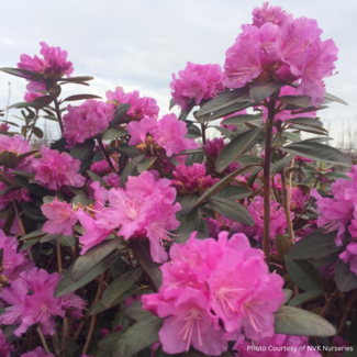 Rhododendron - PJM Elite 2 Gal