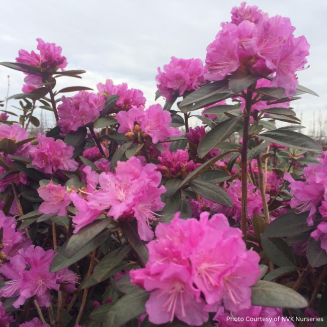 Rhododendron - PJM Elite 2 Gal