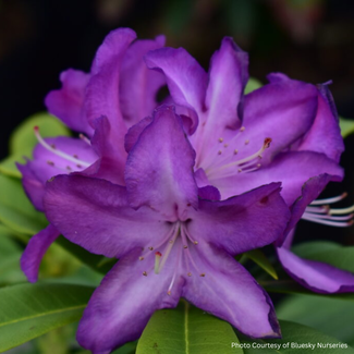 Rhododendron - Purple Passion 40cm 3 Gal
