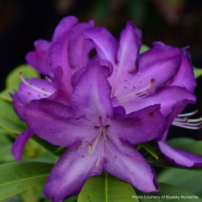 Rhododendron - Purple Passion 40cm 3 Gal