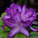 Rhododendron - Purple Passion 40cm 3 Gal