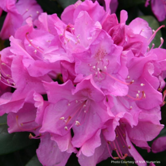 Rhododendron - Roseum Elegans 50cm 3 Gal