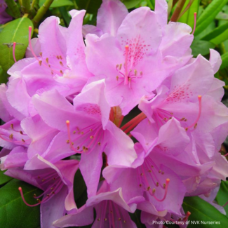 Rhododendron - Roseum Pink