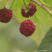 Raspberry - Souris 2 Gal