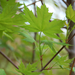 Silver Maple 250cm 12 Gal
