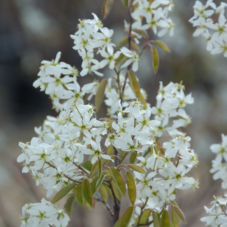 Downy Serviceberry  Clump 120cm 10 Gal