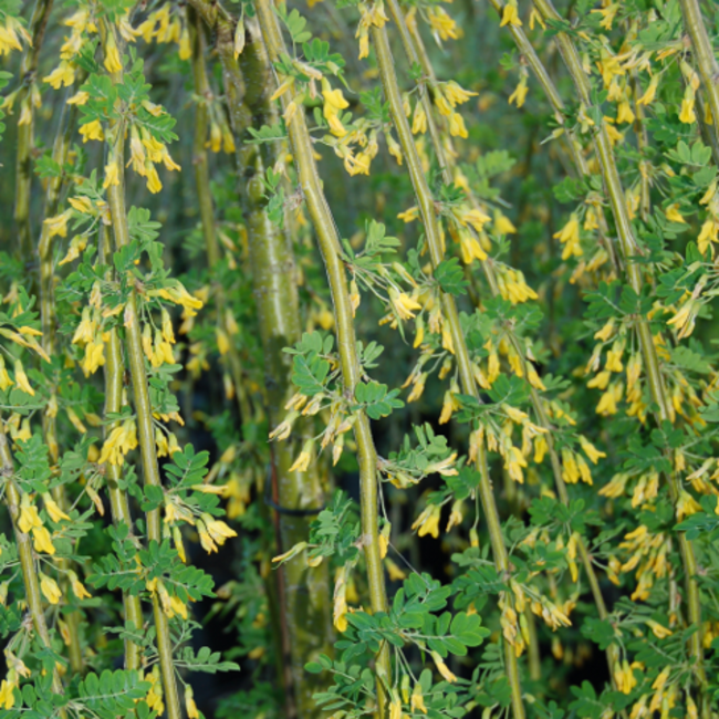 Weeping Caragana Peashrub 120cm Std. 7 Gal