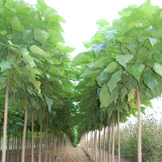 Catalpa - Umbrella Tree 150cm 12 Gal