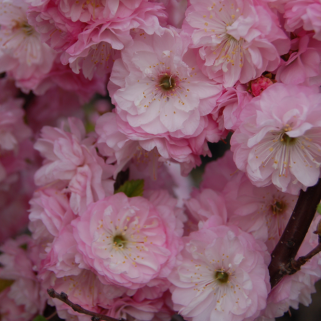 Flowering Almond Cherry Tree 120cm 7 Gal