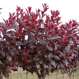 Purpleleaf Sandcherry 125cm Std. 7 Gal