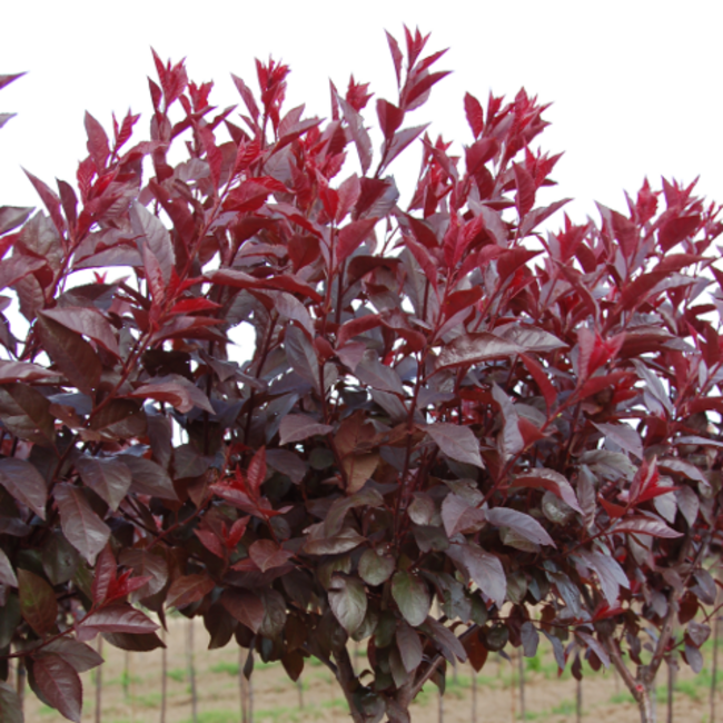 Purpleleaf Sandcherry 125cm Std. 7 Gal