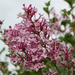 Dwarf Korean Lilac 120cm Std. 5 Gal