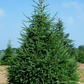White Spruce 60cm 3 Gal