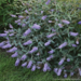 Butterfly Bush - Glass Slippers 2 Gal