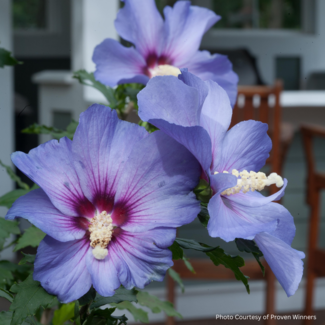 Rose of Sharon Hibiscus - Azurri Blue Satin 2 PW Gal