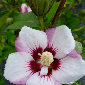 Rose of Sharon Hibicus - Fiji 2 Gal
