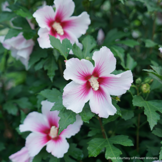 Rose of Sharon Hibiscus - Paraplu Pink Ink PW 2 Gal
