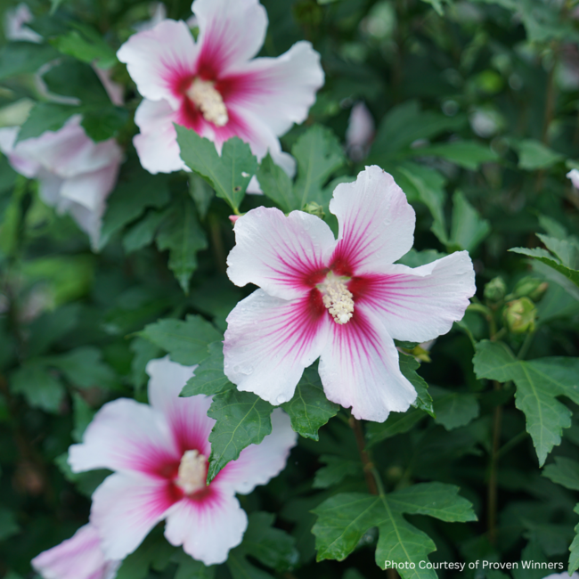 Rose of Sharon Hibiscus - Paraplu Pink Ink PW 2 Gal