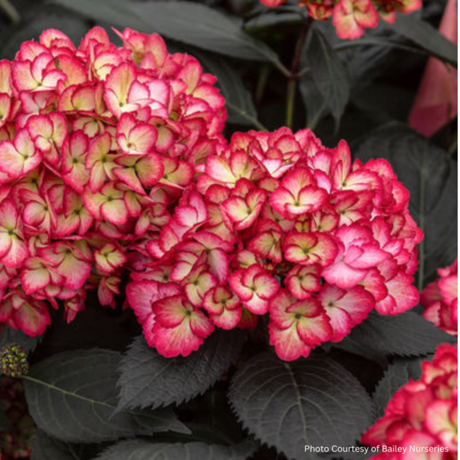 Hydrangea - Eclipse 2 Gal