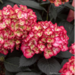 Hydrangea - Eclipse 2 Gal