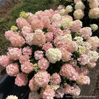 Hydrangea - Fire Light Tidbit PW 2 Gal