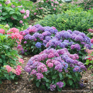 Hydrangea - Let's Dance Lovable PW 2 Gal