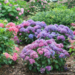 Hydrangea - Let's Dance Lovable PW 2 Gal