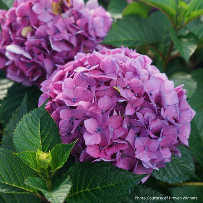 Hydrangea - Let's Dance Lovable PW 2 Gal