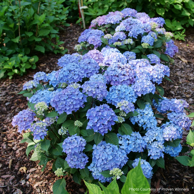 Hydrangea - Let's Dance Lovable PW 2 Gal