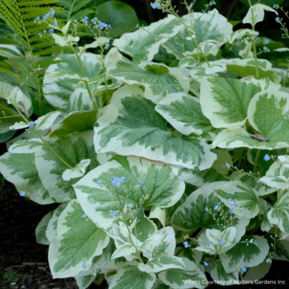 Brunnera Variegata 1 Gal
