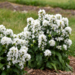 Campanula - Angel Bells PW 1 Gal