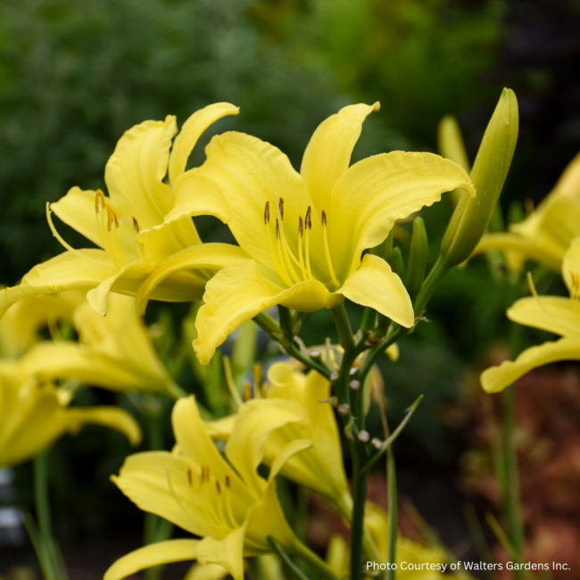 Daylily - Hyperion 1 Gal