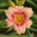 Daylily - Strawberry Candy 1 Gal