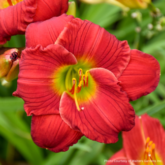 Daylily - Red Hot Returns 1 Gal