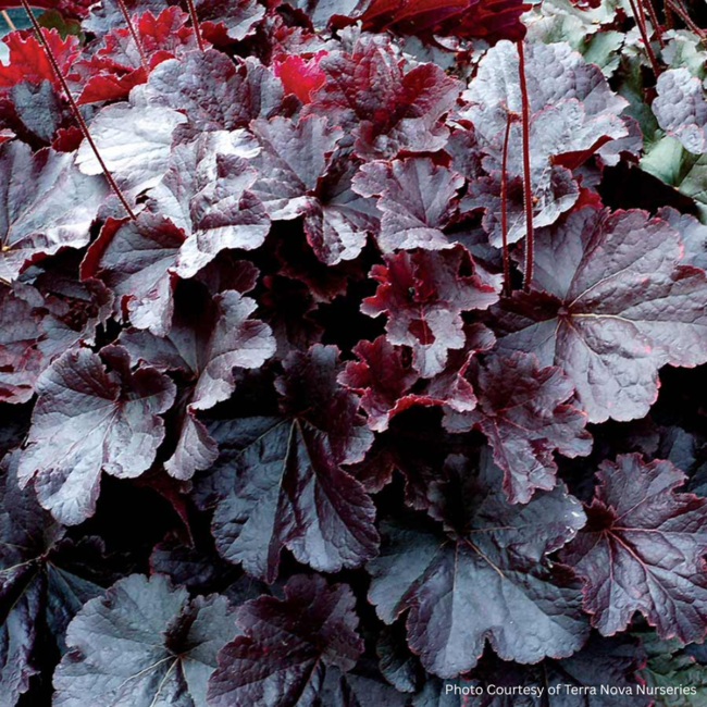 Coral Bells - Northern Exposure Black 1 Gal