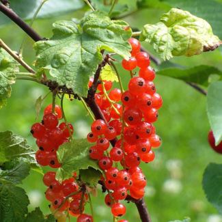 Currant - Rovada 1 Gal
