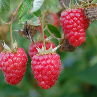 Raspberry - Coho 2 Gal