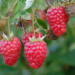 Raspberry - Coho 2 Gal