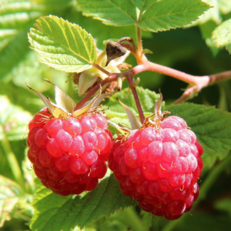 Raspberry - Meeker 2 Gal