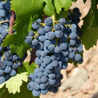 Grape - De Chaunac 2 Gal