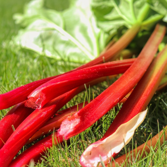 Rhubarb - German Wine 1 Gal