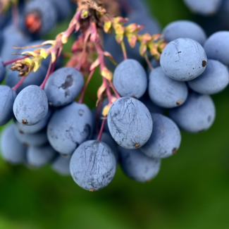 Haskap - Berry Blue 2 Gal
